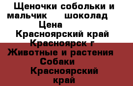 Щеночки-собольки и мальчик - “ шоколад “ › Цена ­ 100 - Красноярский край, Красноярск г. Животные и растения » Собаки   . Красноярский край